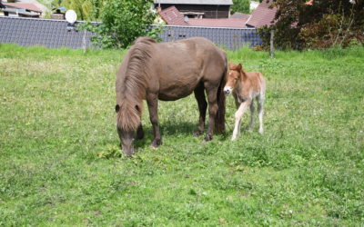 Alle unsere Fohlen sind geboren!