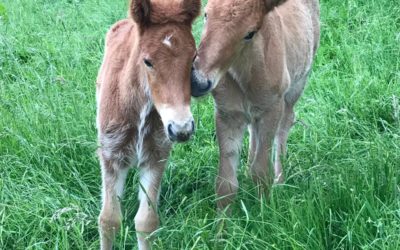 Fohlenschau.. ohne Zuschauer