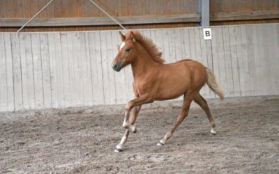 Fohlenprüfung