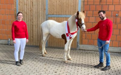 Unser Aron ist Körungssieger!