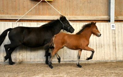 Nachlese Fohlenschau