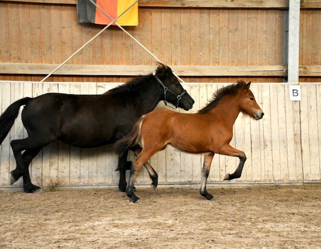 Nachlese Fohlenschau