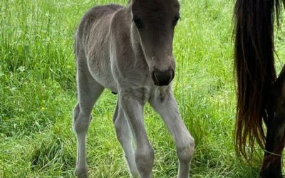 Die nächsten Fohlen sind da!