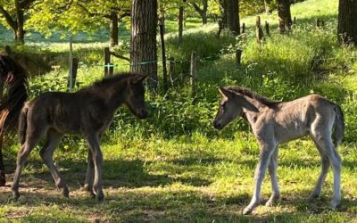 Fohlenschau am Sonntag den 4. September